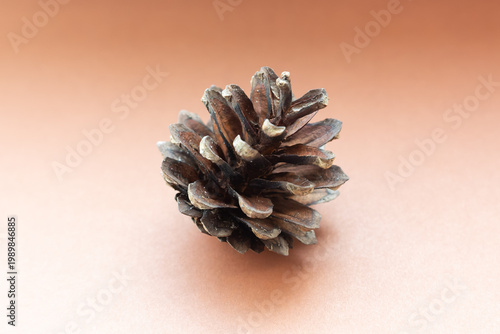 pine cone on brown background
