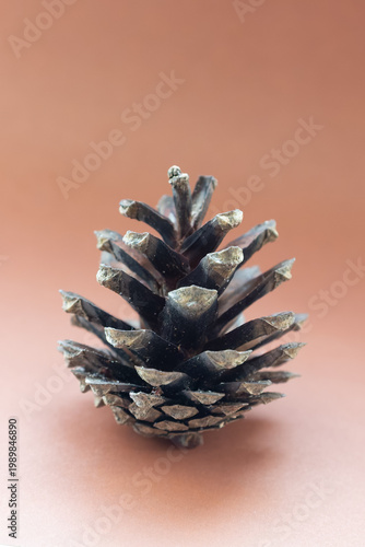 pine cone on brown background