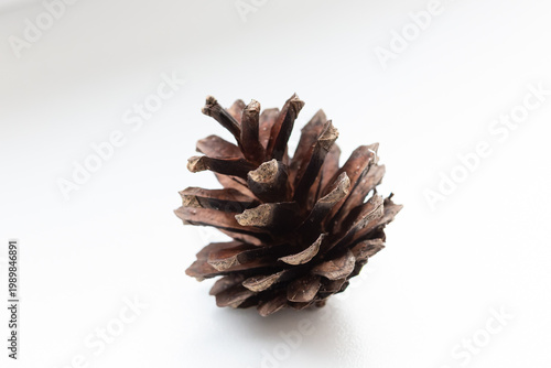 pine cone on white background