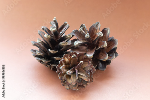 pine cone on brown background
