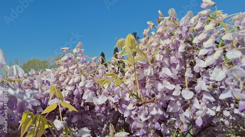 A close-up of beautiful light purple wisteria flowers and green leaves in full bloom. A sunny spring day with a clear blue sky. Bees pollinating the flowers, a gentle breeze.