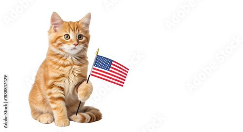 Patriotic maine coon cat holding american flag isolated on transparent background