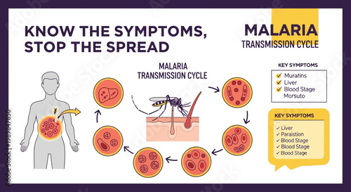 Understand the Malaria Transmission Cycle and Key Symptoms to Prevent Its Spread