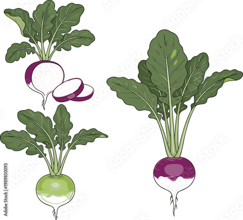 Botanical illustration of turnip varieties with leafy greens and sliced root sections showcasing fresh organic vegetables in detailed natural style