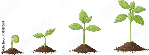 Four stages of plant growth from seedling to sapling
