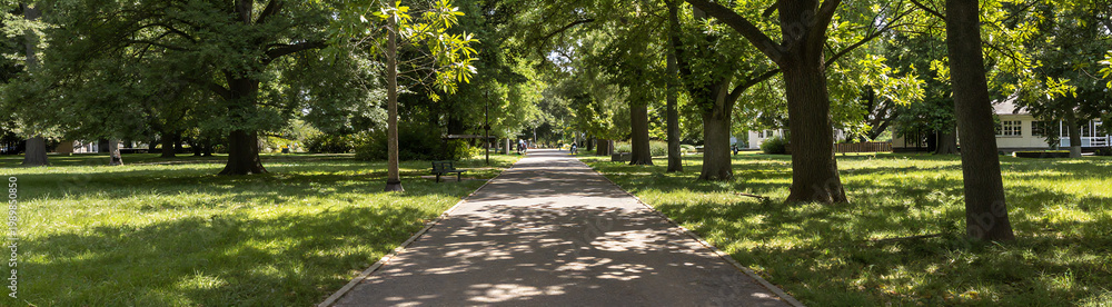 Fototapeta premium partially shaded park pathway stretches lush green park illuminated soft dappled sunlight filtering canopy tall