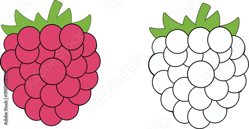 Colorful illustration of a pink raspberry and a white raspberry