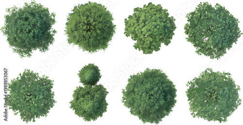 Set of Eight Diverse Green Tree Crowns Viewed From Top Down Perspective