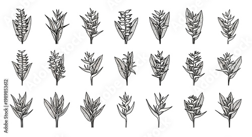 Detailed illustrations of various leafy plant species in black and white isolated on a plain background for design use