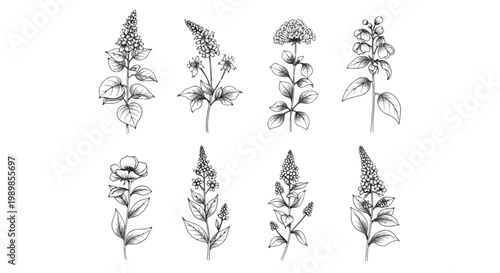 Vintage botanical herb sketches, set of 8 hand drawn medicinal plant illustrations, black and white floral vector elements for apothecary packaging