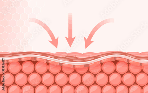 Skin layers with arrows indicating moisture absorption and hydration process