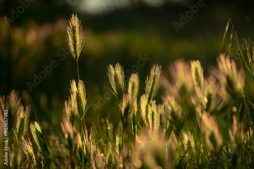 Hordeum murinum (wild barley or mouse barley): This is a very common wild species found along roadsides and in disturbed areas.