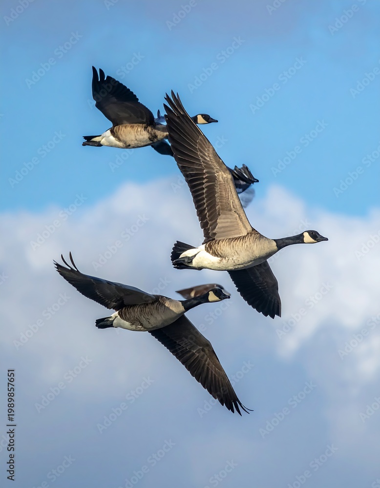 Fototapeta premium Geese fly against light blue skies w/ scattered clouds
