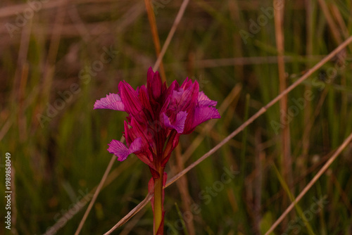 purple flower in the grass