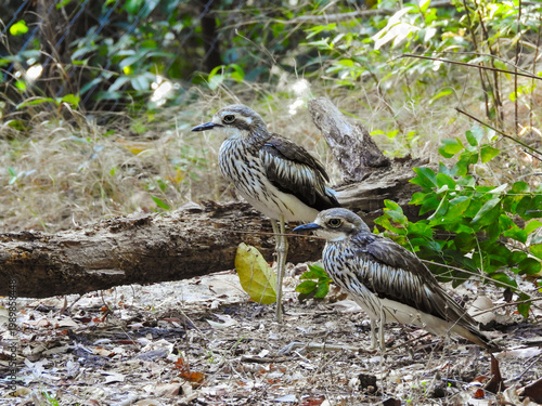 Pair of Bush Stone Curlews