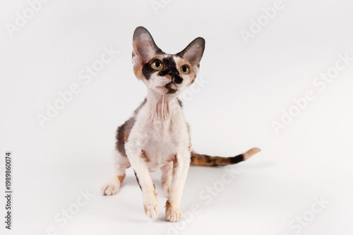 Schilderij op canvas Tortoiseshell Devon Rex cat, green eyes, large ears, white chest, standing, studio portrait