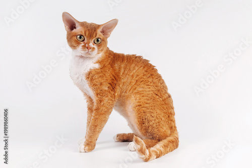 Konstfotografi Red Devon Rex cat, back view, sitting, curly fur, big ears, white background
