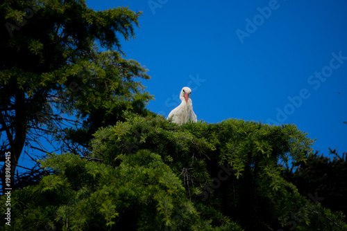 A common stork, known as Himantopus himantopus, nests in pine trees in the city during the spring