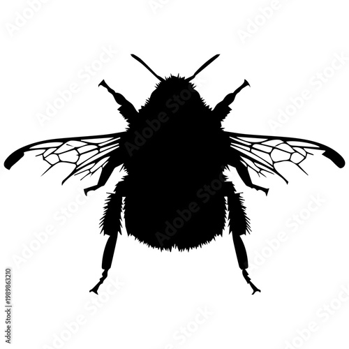 mosquito sucking blood