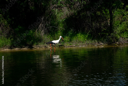 A common stork, known as Himantopus himantopus, nests in pine trees in the city during the spring