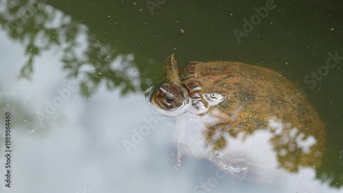 Small turtles are living in the nature environment, surrounding with water. Animal portrait photo, close-up.