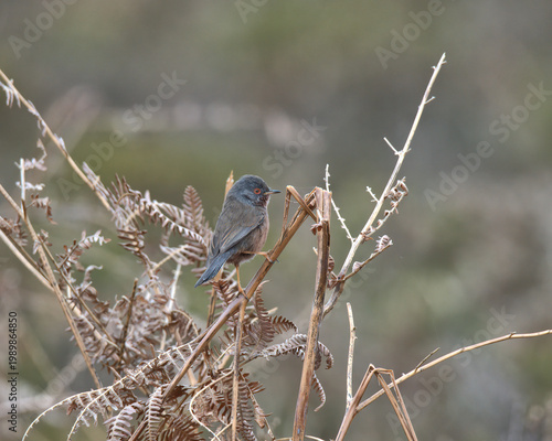 Dartford warbler perched on bracken.