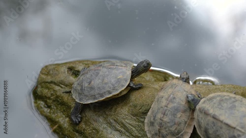Small turtles are living in the nature environment, surrounding with water. Animal portrait photo, close-up.