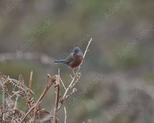 Dartford warbler perched on bracken.