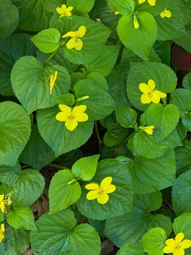 Wallpaper Mural Common yellow woodsorrel (Oxalis stricta) is a widespread, clover-like plant with heart-shaped leaves and small yellow flowers, Torontodigital.ca