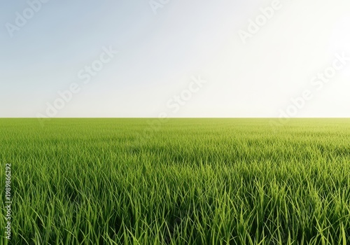 A wide, peaceful expanse of lush green grass stretching toward a clear, bright horizon under the warm afternoon sun, natural world, day, bright
