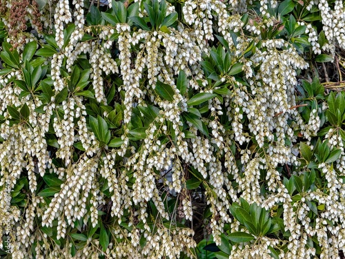 Wallpaper Mural Bell-shaped flowers of Pieris japonica or Japanese andromeda (Asebi in Japanese). Torontodigital.ca