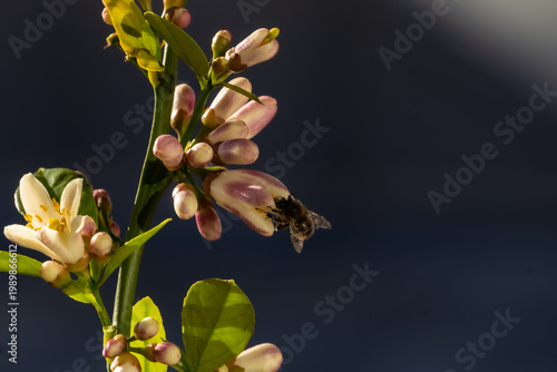 This image captures the moment when a honeybee (Apis mellifera) approaches to pollinate an orange blossom.