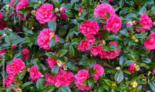 Canvastavla Red camellia trees are stunning, evergreen shrubs, often Camellia japonica or sa