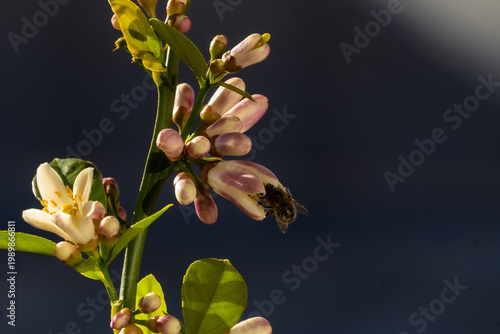 This image captures the moment when a honeybee (Apis mellifera) approaches to pollinate an orange blossom.