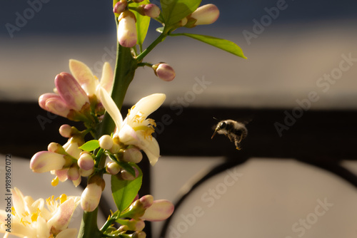 This image captures the moment when a honeybee (Apis mellifera) approaches to pollinate an orange blossom.