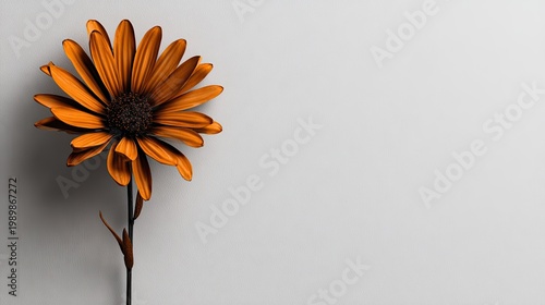 Solitary deep orange composite flower stands tall against a pale background
