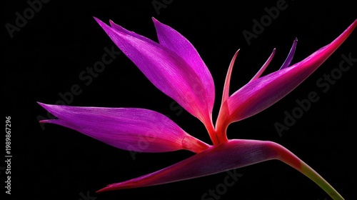 Exotic magenta bloom illuminates against a stark black background with dramatic lighting.