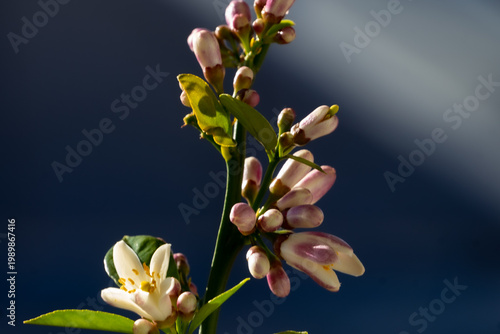 This image captures the moment when a honeybee (Apis mellifera) approaches to pollinate an orange blossom.