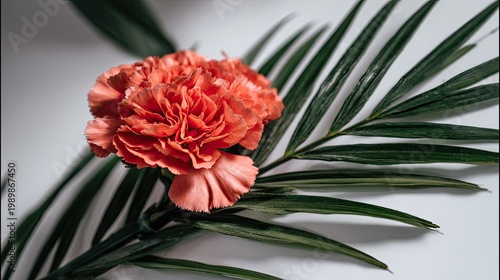 Coral colored bloom rests upon dark green frond in close up composition