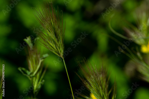 Hordeum murinum (wild barley or mouse barley): This is a very common wild species found along roadsides and in disturbed areas.