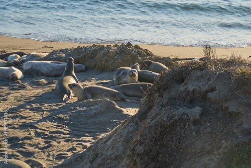 A colony of elephant seals rests on a sandy beach near the ocean waves