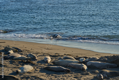 A colony of elephant seals rests on a sandy beach near the ocean waves