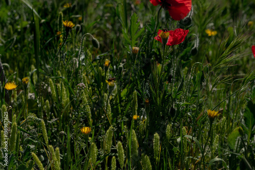 Hordeum murinum (wild barley or mouse barley): This is a very common wild species found along roadsides and in disturbed areas.