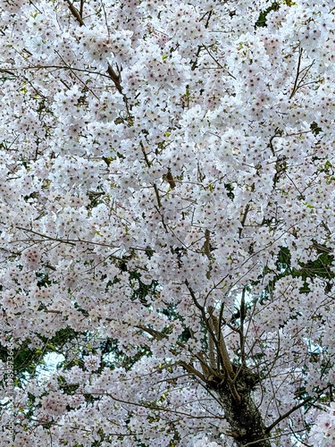 Wallpaper Mural Yoshino Cherry tree, Beautiful giant Yoshino cherry blossom tree or Sakura tree Torontodigital.ca