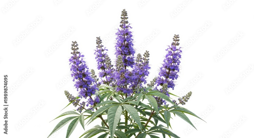 Fototapeta premium Beautiful Purple Chaste Tree Flowers Isolated on White Background
