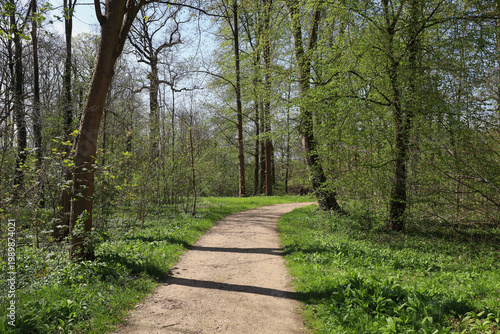 Waldweg im Schlosspark Lützschena mit blühendem Bärlauch-Teppich, Frühling im Leipziger Auwald bei der Familie Speck von Sternburg, Radtour und Naturerlebnis, Leipzig, Sachsen, Deutschland