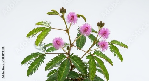 Sensitive Plant Mimosa Pudica Flower and Leaves on White Background