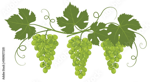Three lush bunches of ripe green grapes hang gracefully from a delicate vine with expansive emerald leaves against a bright and clear white background.