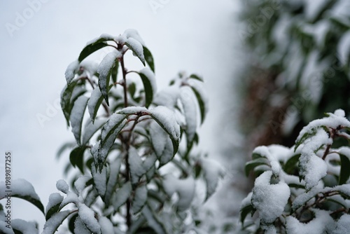 Symbolfoto für Wintereinbruch mit Schnee mit unscharfem Hintergrund