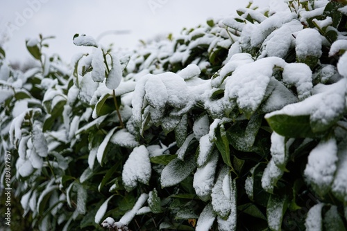 Symbolfoto für Wintereinbruch mit Schnee mit unscharfem Hintergrund